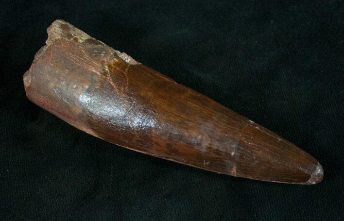 Spinosaurus Tooth - Gorgeous Preservation! #9072